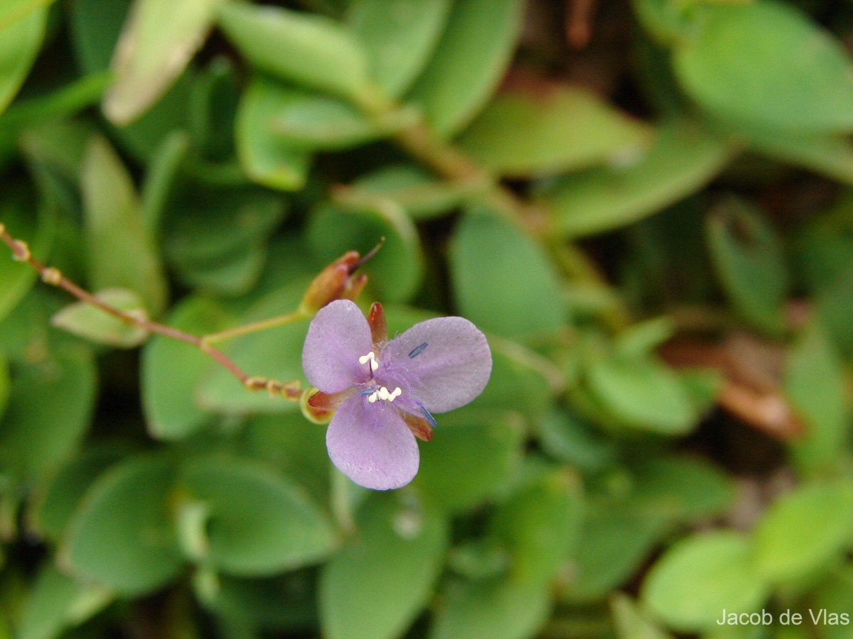 Murdannia spirata var. spirata (L.) G.Brückn.